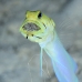 jawfish_yellowhead_oc_jar_v_0086_cub0587.jpg